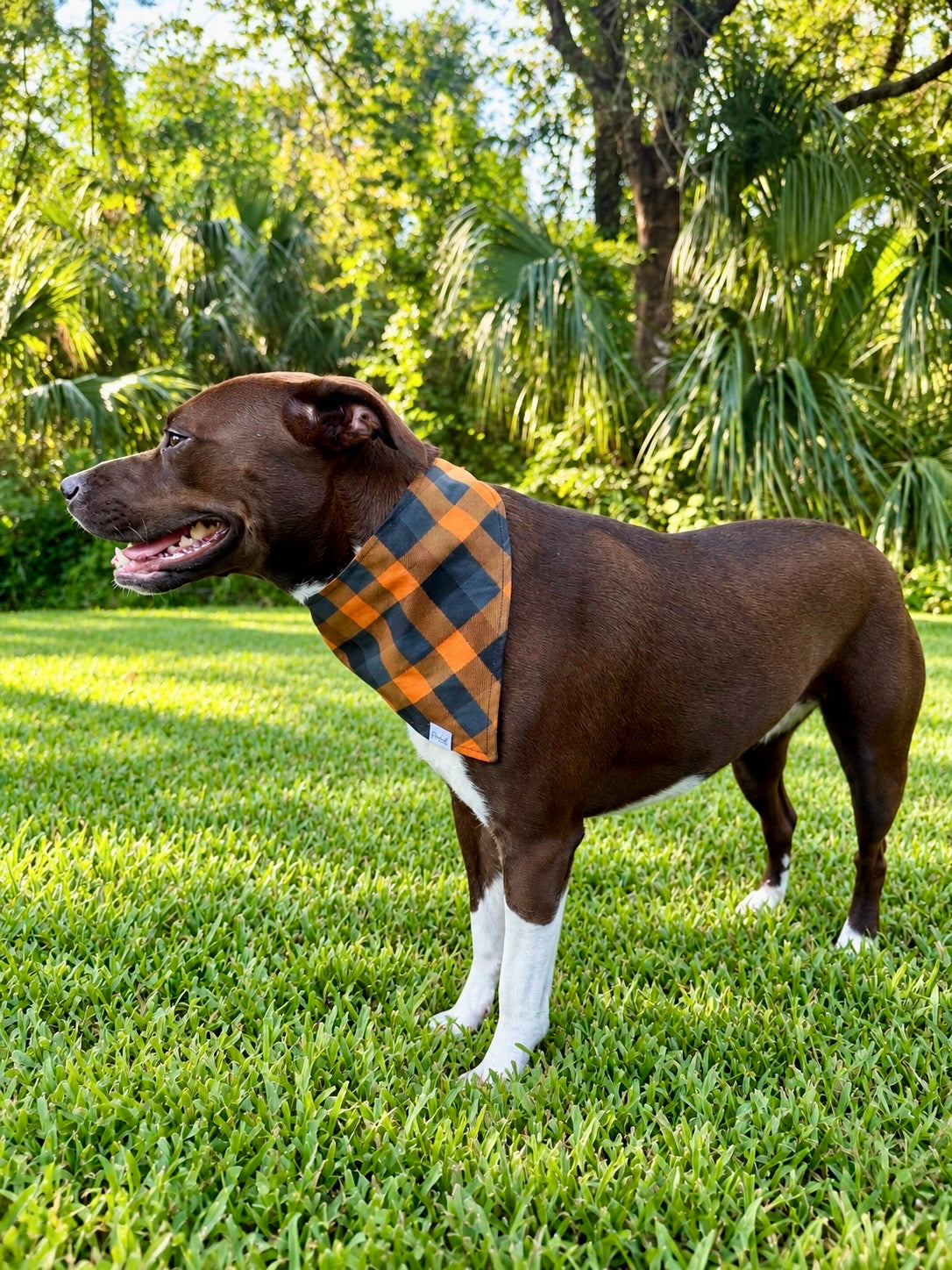 Pumpkin Patch Plaid | Fall Dog Bandana
