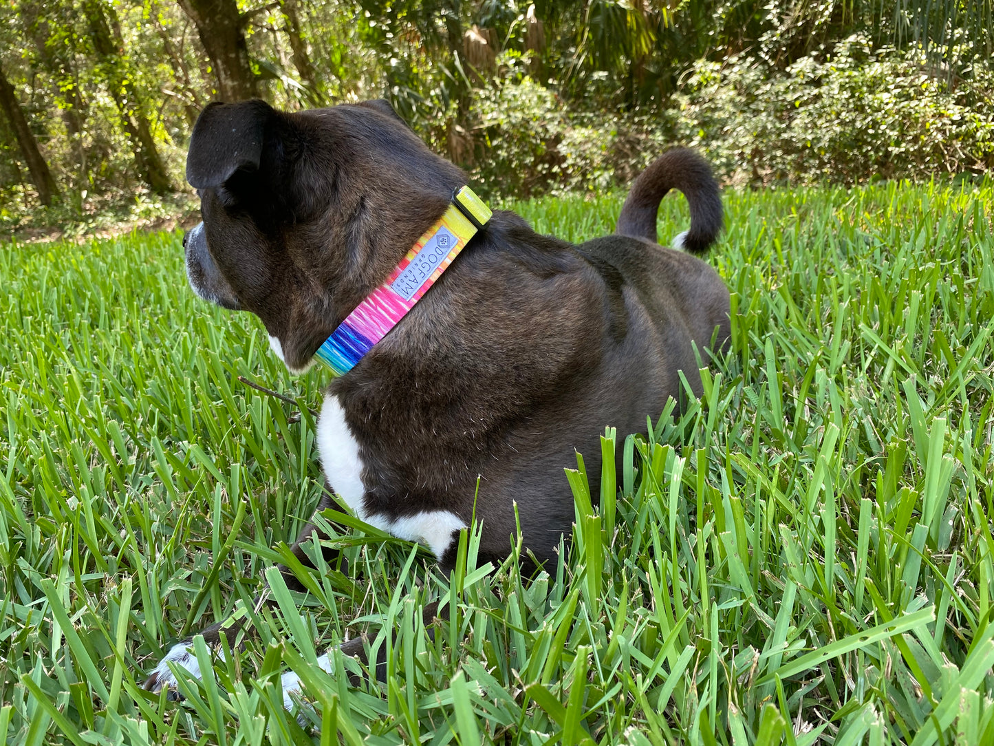 LOVE to Pawty Dog Collar