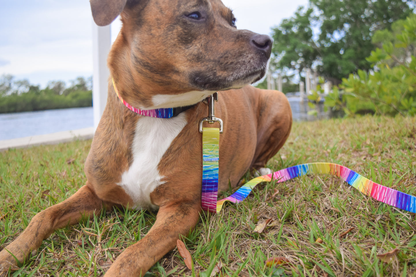 LOVE to Pawty Dog Leash