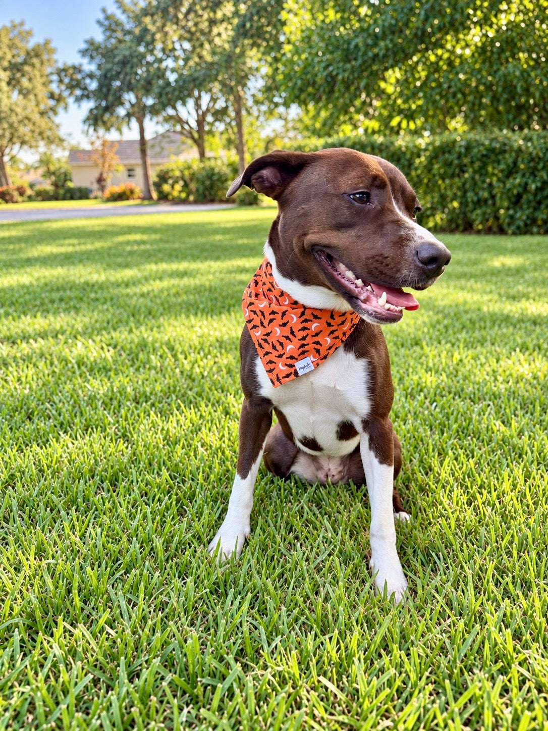Moonlit Bats | Halloween Dog Bandana