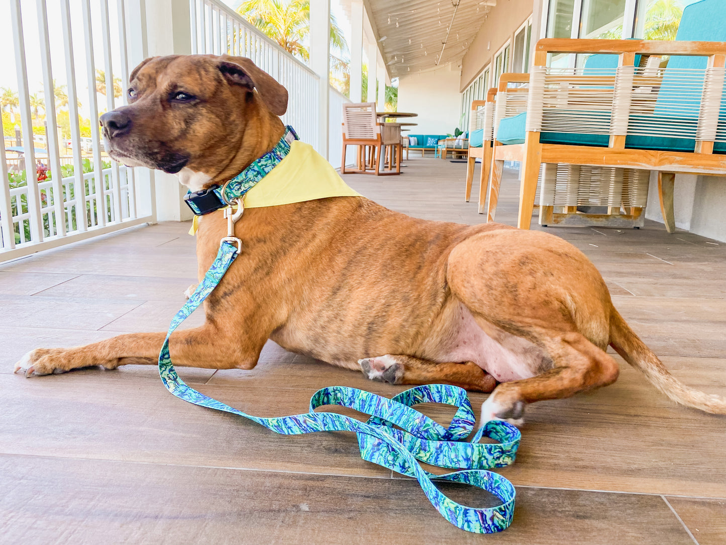 Abalone Dog Leash