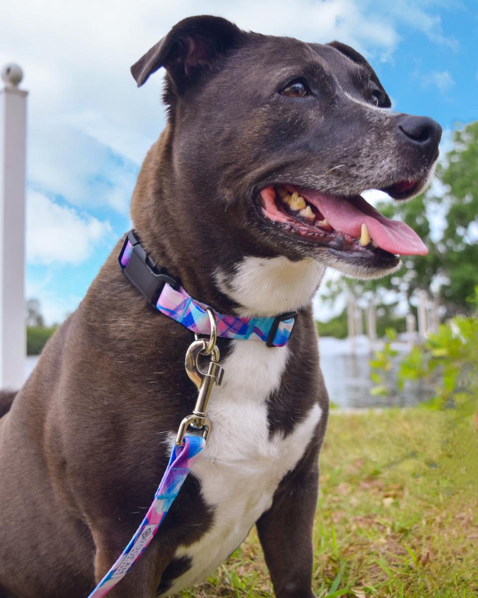 Candy Dog Leash
