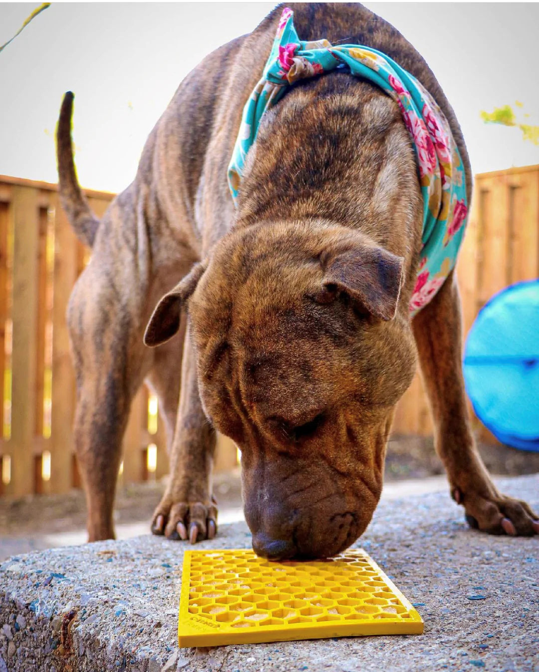 Honeycomb Design Emat Enrichment Licking Mat