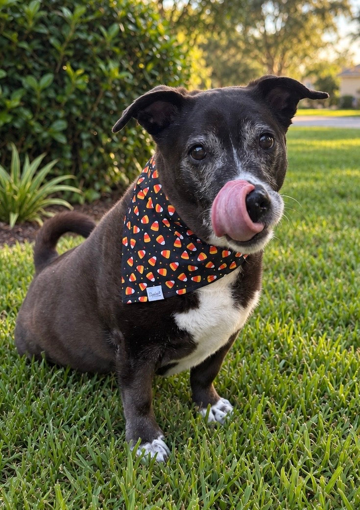 Trick or treat | Halloween Dog Bandana