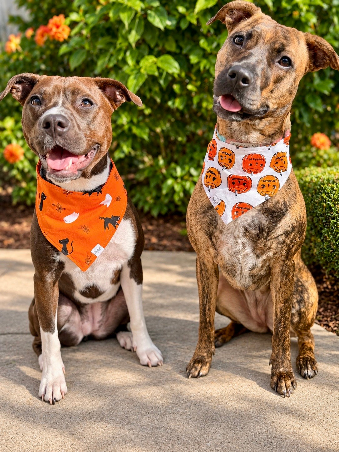 Pumpkin Parade | Halloween Dog Bandana