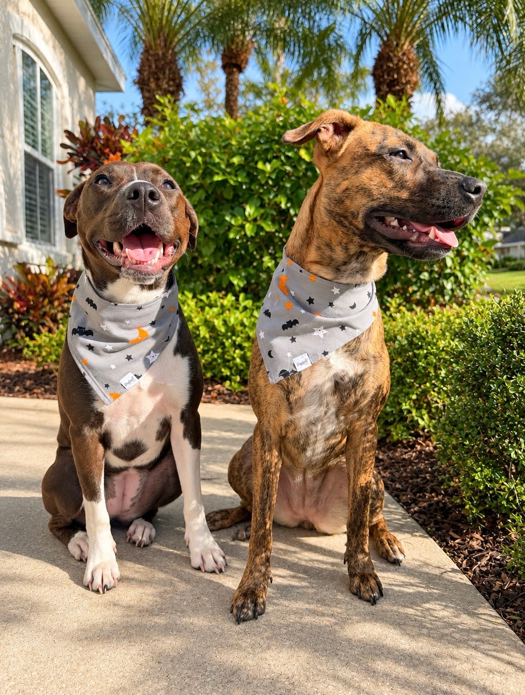 Spooky Skies Dog Bandana | Halloween Dog Bandana
