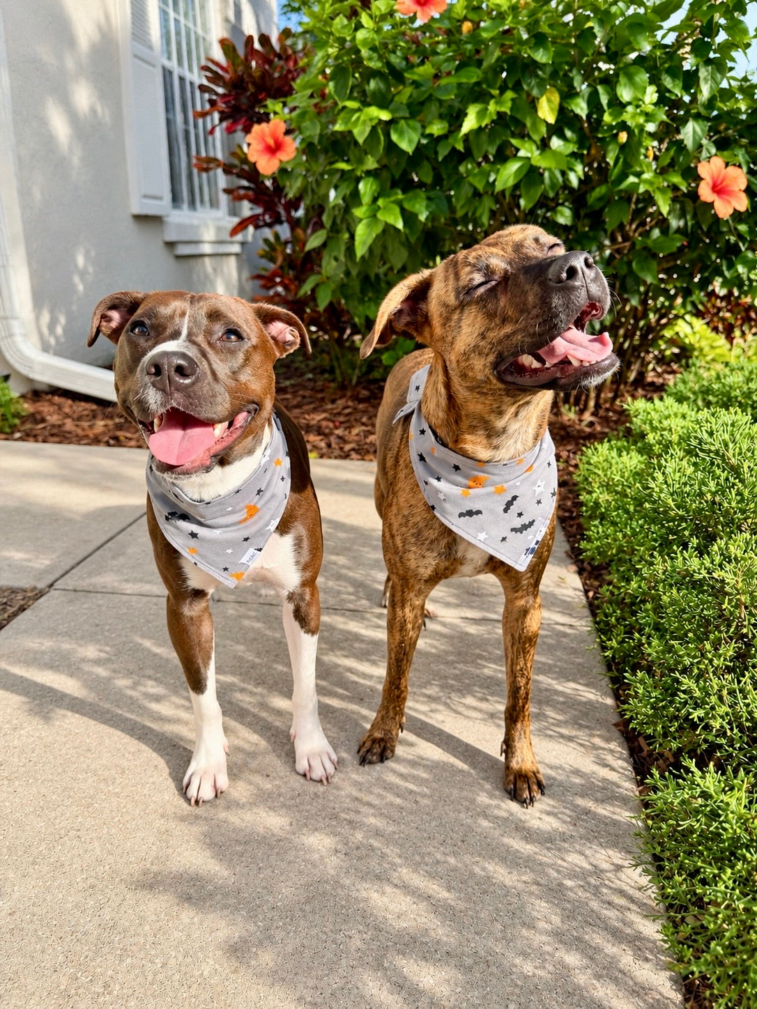 Spooky Skies Dog Bandana | Halloween Dog Bandana