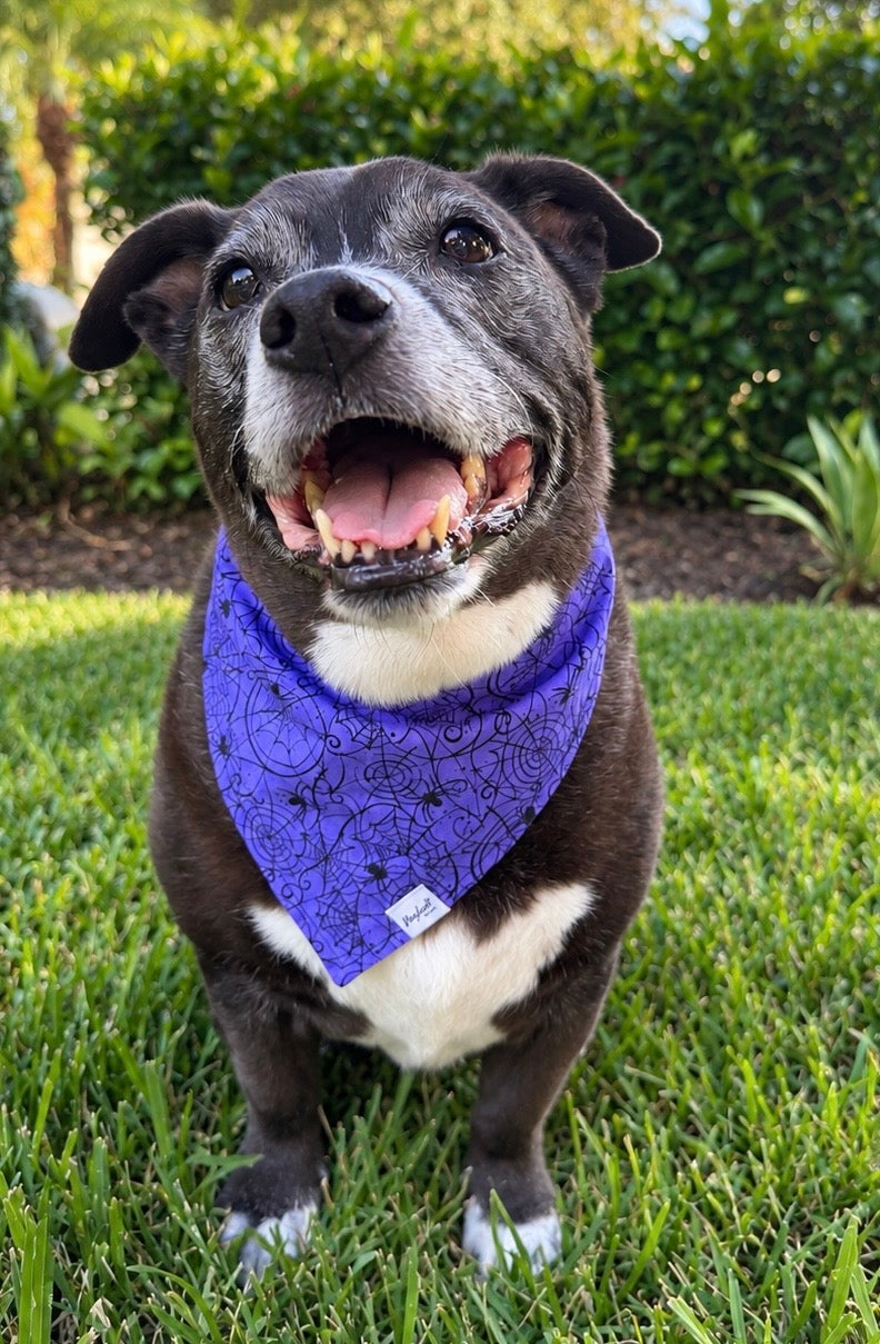 Tangled Web | Halloween Dog Bandana