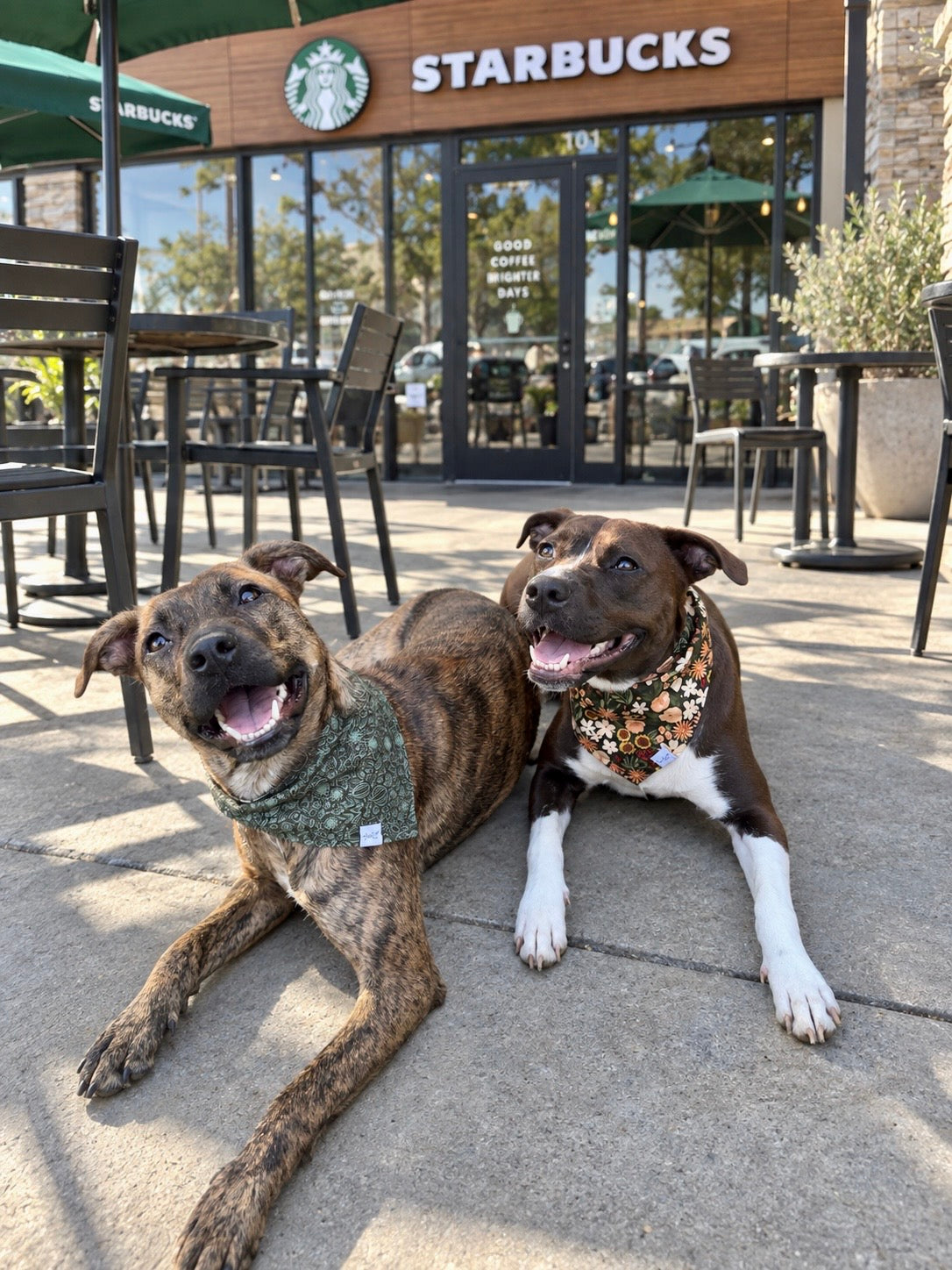 Autumn Wildflowers Reversible Dog Bandana | 2-in-1 Fall Dog Bandana