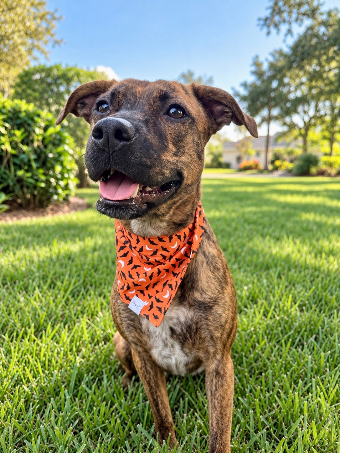 Moonlit Bats | Halloween Dog Bandana