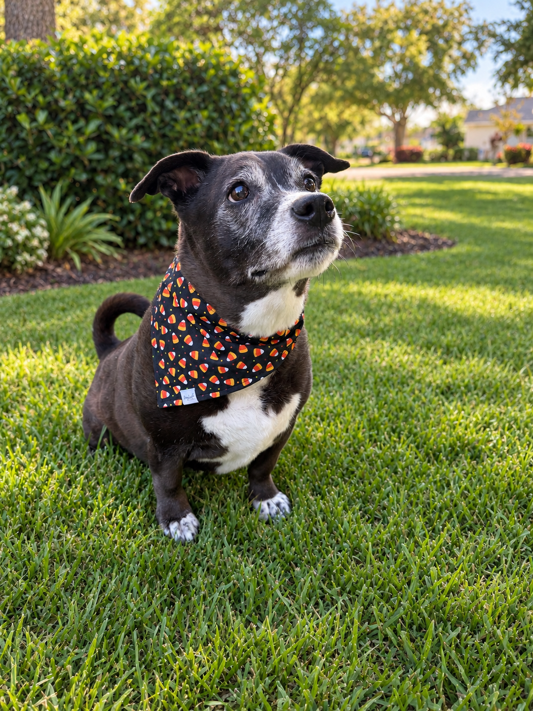 Trick or treat | Halloween Dog Bandana