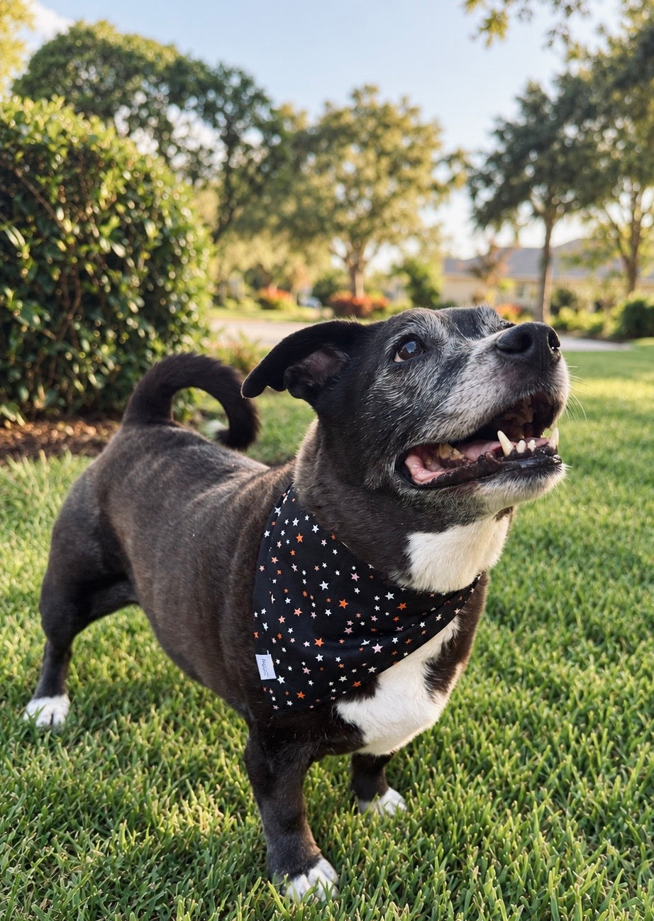 Spooky Little Things | Reversible Halloween Dog Bandana