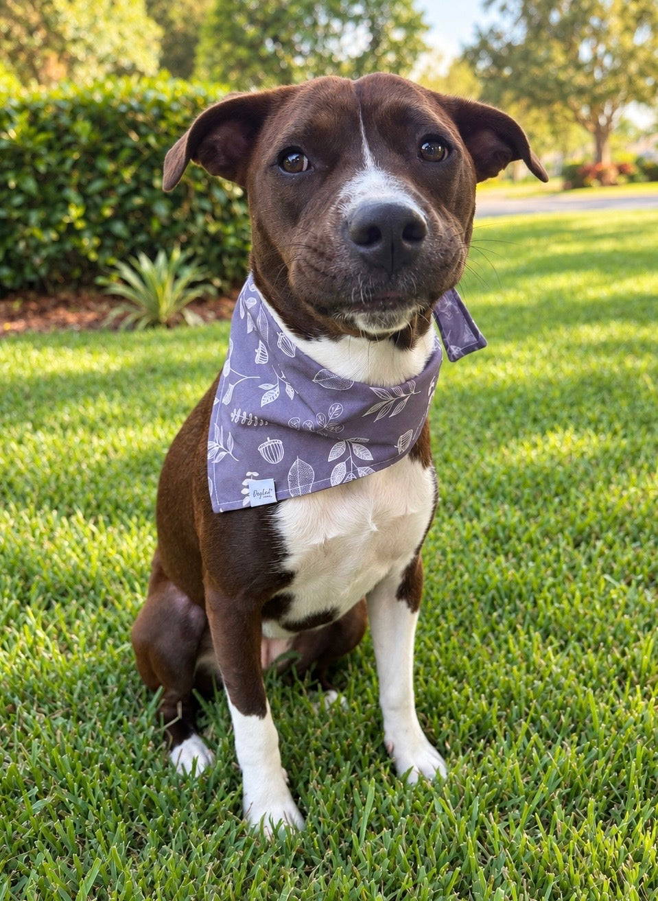 Midnight Botanicals | Fall Dog Bandana