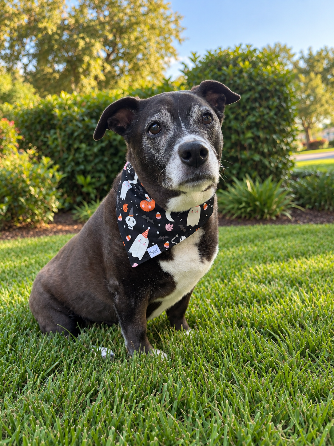 Spooky Little Things | Reversible Halloween Dog Bandana
