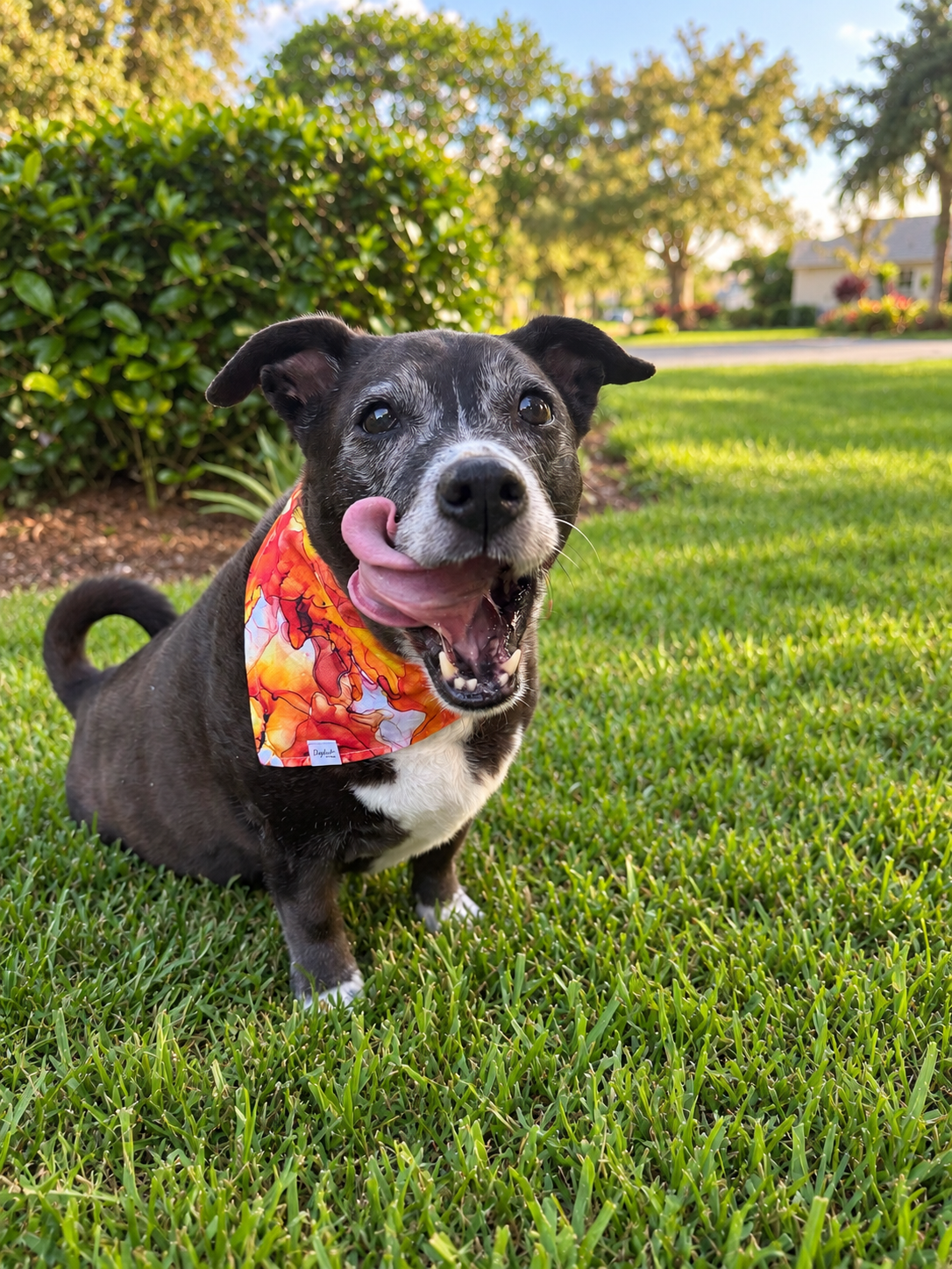 Mystic Moon | Halloween Dog Bandana